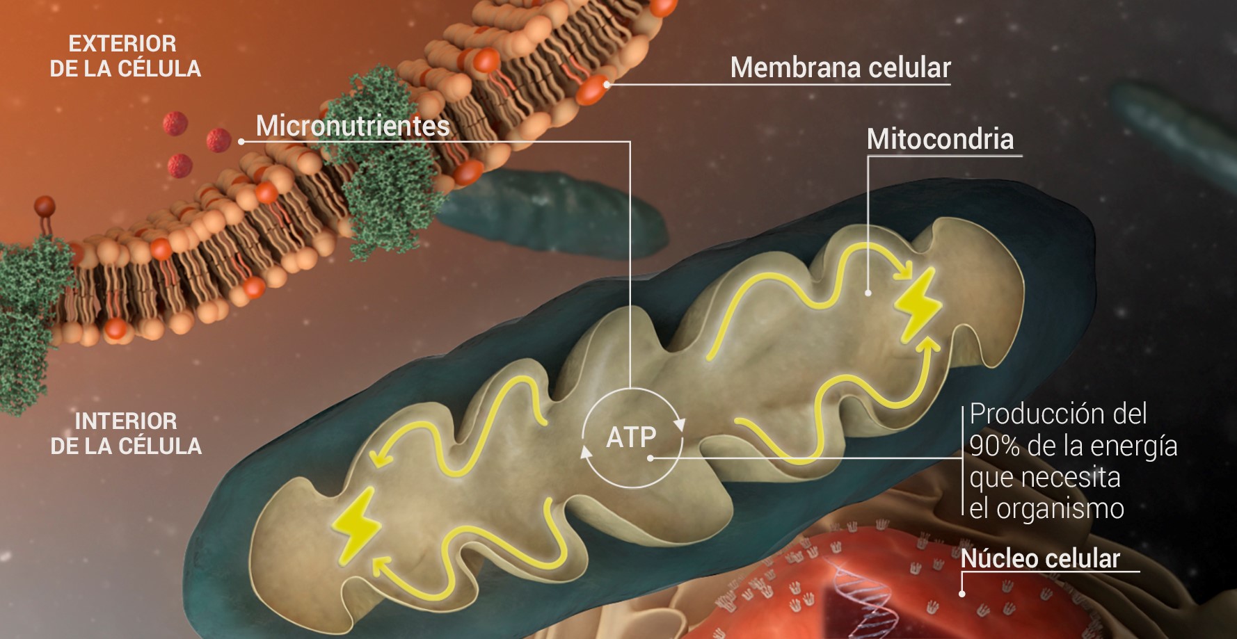 Mitocondria